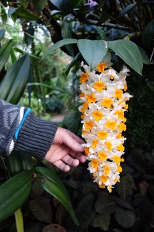 Dendrobium thyrsiflorium aus Indien