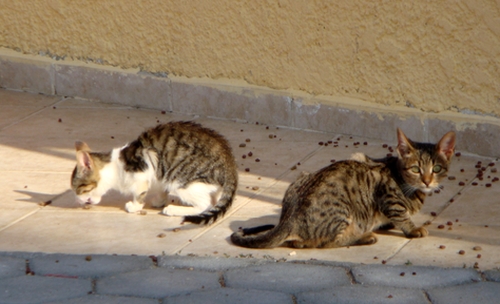 Kretische Katzen