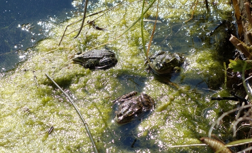 Frösche im Teich