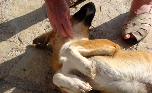 griechischer Strassenhund