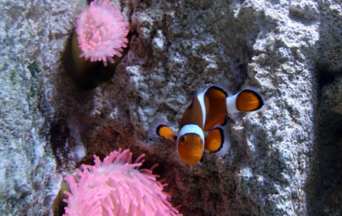 Korallen-Clownfisch